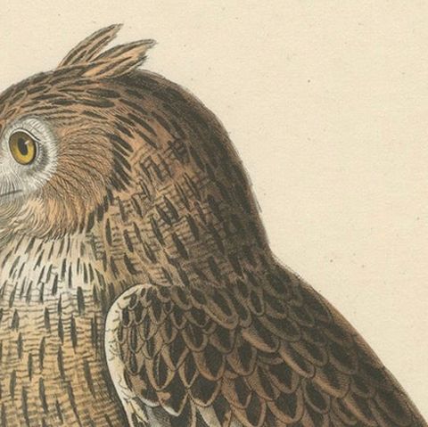 19th Century Ornithological Illustration of the Leschenault's Owl, 1838, close-up 4