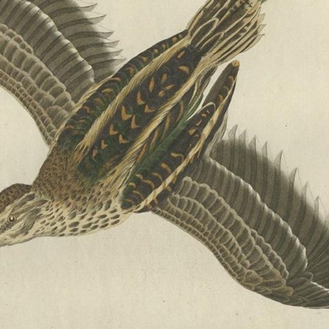 Antique Hand-Colored Bird Print of the Wader Jack Snipe, 1797, close-up 1