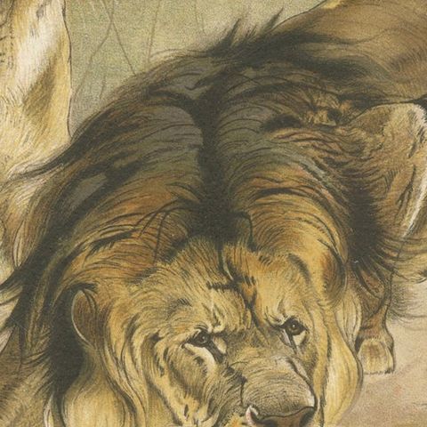Lion and Lioness, Antique Big Cat Print, Victorian Natural History 1894, close-up 4
