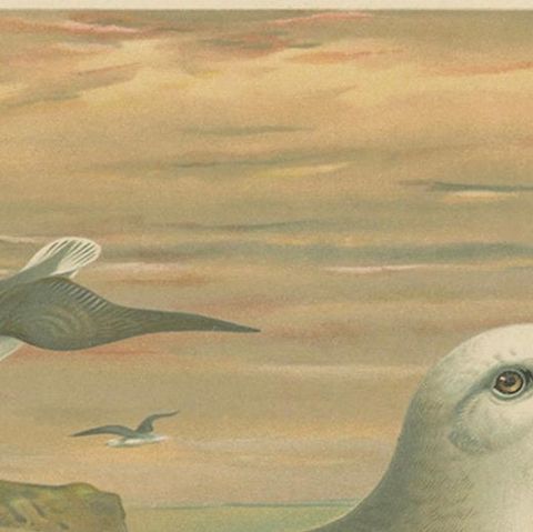 Antique Bird Print of Northern Fulmar at Sea, 19th Century Seabird Illustration, close-up 5