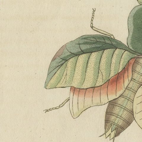 Walking Leaf and Chinese Lantern Fly, Antique Bertuch Print, Vienna, circa 1805, close-up 4