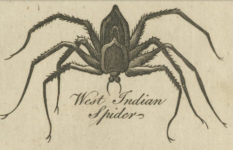 The Wonders of Nature: Exquisite 18th Century Engravings of Reptiles and Insects, close-up 4