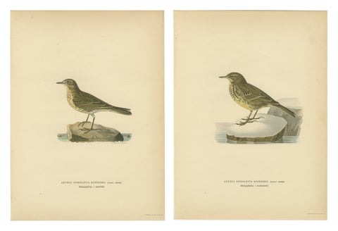 Minimalist Scandinavian Bird Lithographs, Nordic Alpine Pipit Study Pair, 1929, view 2