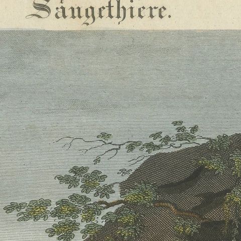 Antique Print of a Lion, Lioness and Lion Cubs, close-up 1