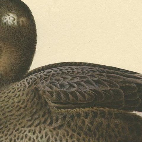 Antique Bird Print of a Young Velvet Scoter by Von Wright '1929', close-up 2