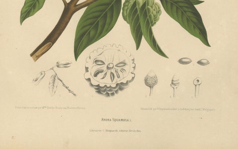 Antique Sugar Apple Botanical Chromolithograph by Hoola van Nooten, c. 1880, close-up 1