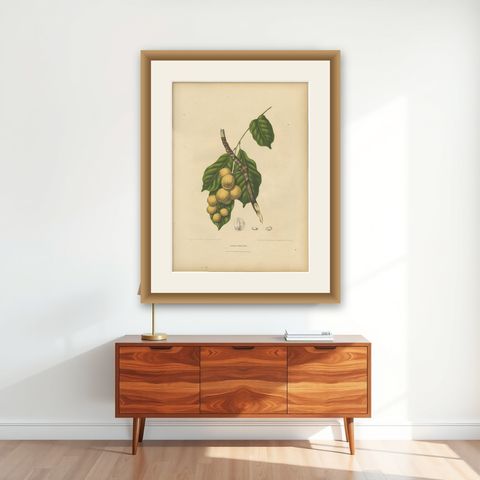 Original Antique Botanical Chromolithograph of the Asian Fruit Langsat, c.1880, shown framed on a wall