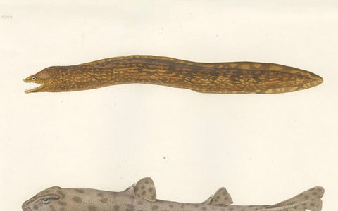 Vintage Sea Life Print, Moray Eel and Panther Shark from French Voyage, close-up 2