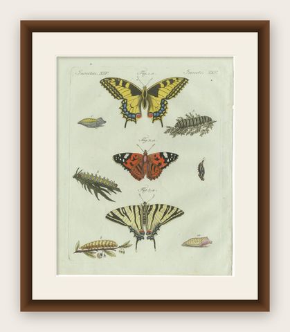 Original Antique Print of Swallowtail and Painted Lady Butterflies, c.1800, shown framed