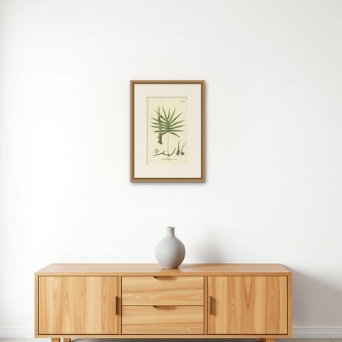 Beautiful, Hand-Crafted Lithograph of Ferns of Indonesia (Polypodium), 1829, shown framed on a wall