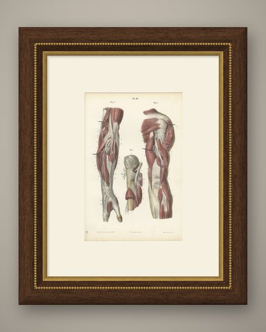 Nerves of the Shoulder and Elbow, Antique Hirschfeld Anatomy Print, 1866, shown framed