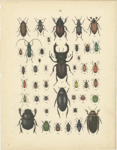Beetles Print: Stag Beetle, Scarab, Longhorn & Jewel Beetles, Antique 1867, view 2