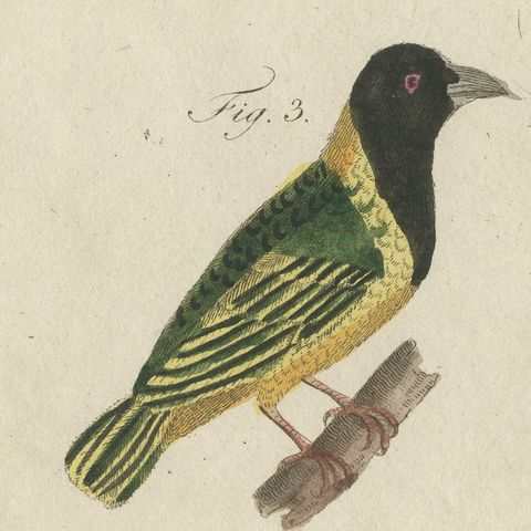 Five Exotic Birds, Antique Bertuch Print, Vienna, circa 1805, close-up 1