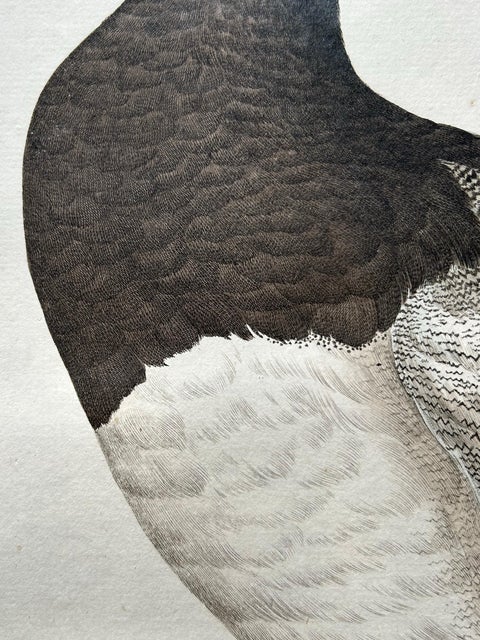 Greater Scaup, Antique Bird Engraving Anas Marila by Nozeman and Sepp, 1770, view 5