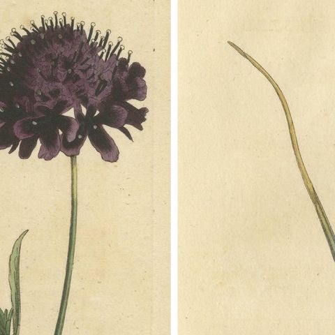 Set of 2 Antique Botany Prints - Sweet Scabious - Purple-Headed Garlic, close-up 1