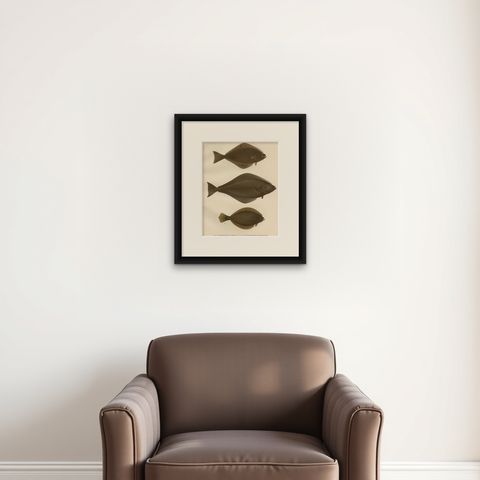 Flatfish Trio - Flounder, Turbot, and Plaice - Elegant Fish Lithograph, 1895, shown framed on a wall