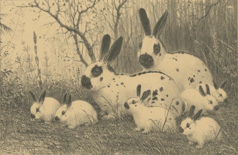 English Spot Rabbits, Wildlife Lithograph by Henri Verstijnen, c.1925, close-up 2