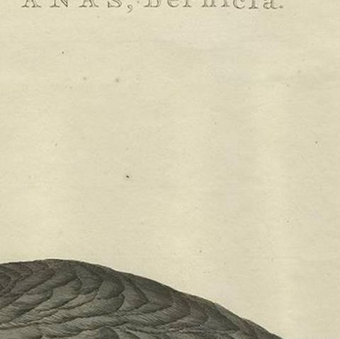 Brent Goose, Antique Bird Engraving by Nozeman and Sepp, 1789, close-up 1