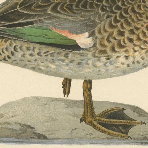 Whistles on the Wing: The European Teal by Magnus von Wright, 1929, close-up 5