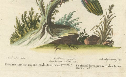 The Great Green Parrot of the West Indies, Hand-Coloured Engraving, ca.1770, close-up 2
