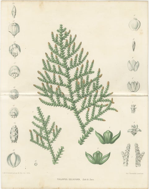 Antique Botanical Lithograph, Thuopsis Dolabrata, Siebold Zuccarini, 1856, view 2