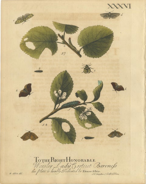 Antique English Moths with Caterpillars and Host Plants, Albin Entomology 1720, view 3