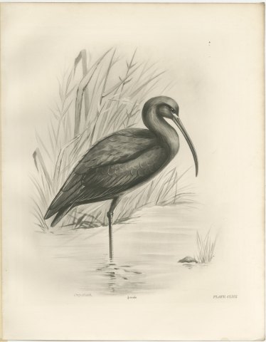 Glossy Ibis Standing in Shallow Water, Plate CLVII after Lilian Medland, c. 1909, view 2