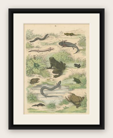 Amphibians Print: Frogs, Salamanders, Axolotl & Caecilian, Antique 1867, shown framed