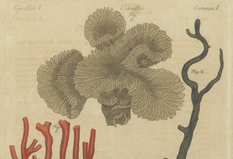 Original Antique Print of Four Corals by Bertuch, c. 1790, close-up 3