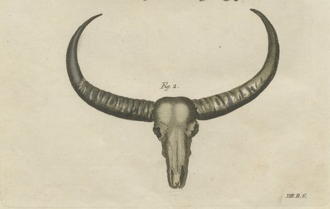 Antique Wild Buffalo & Long Horns Engraving, Bertuch, c. 1810, close-up 5