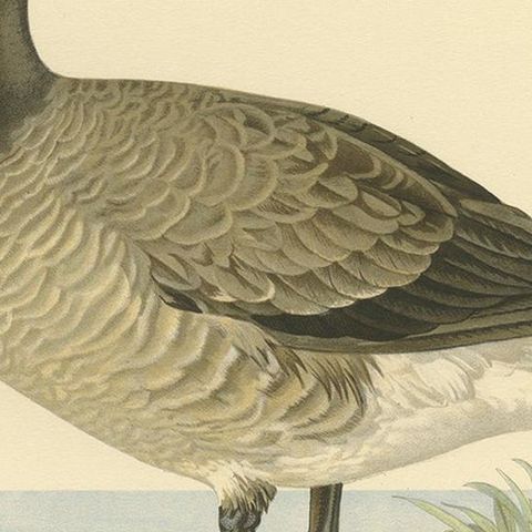Antique Bird Print of the Brent Goose by Von Wright, 1929, close-up 2