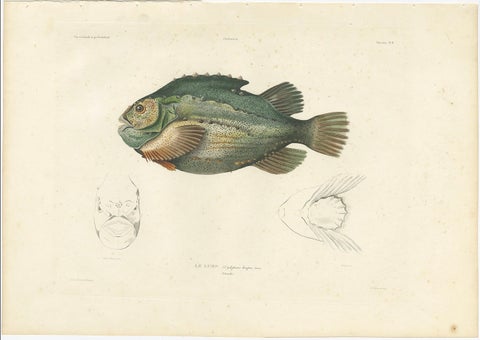 French Fish Illustration, Lumpsucker or Lumpfis, Hand-Colored Litho, 1845, close-up 2