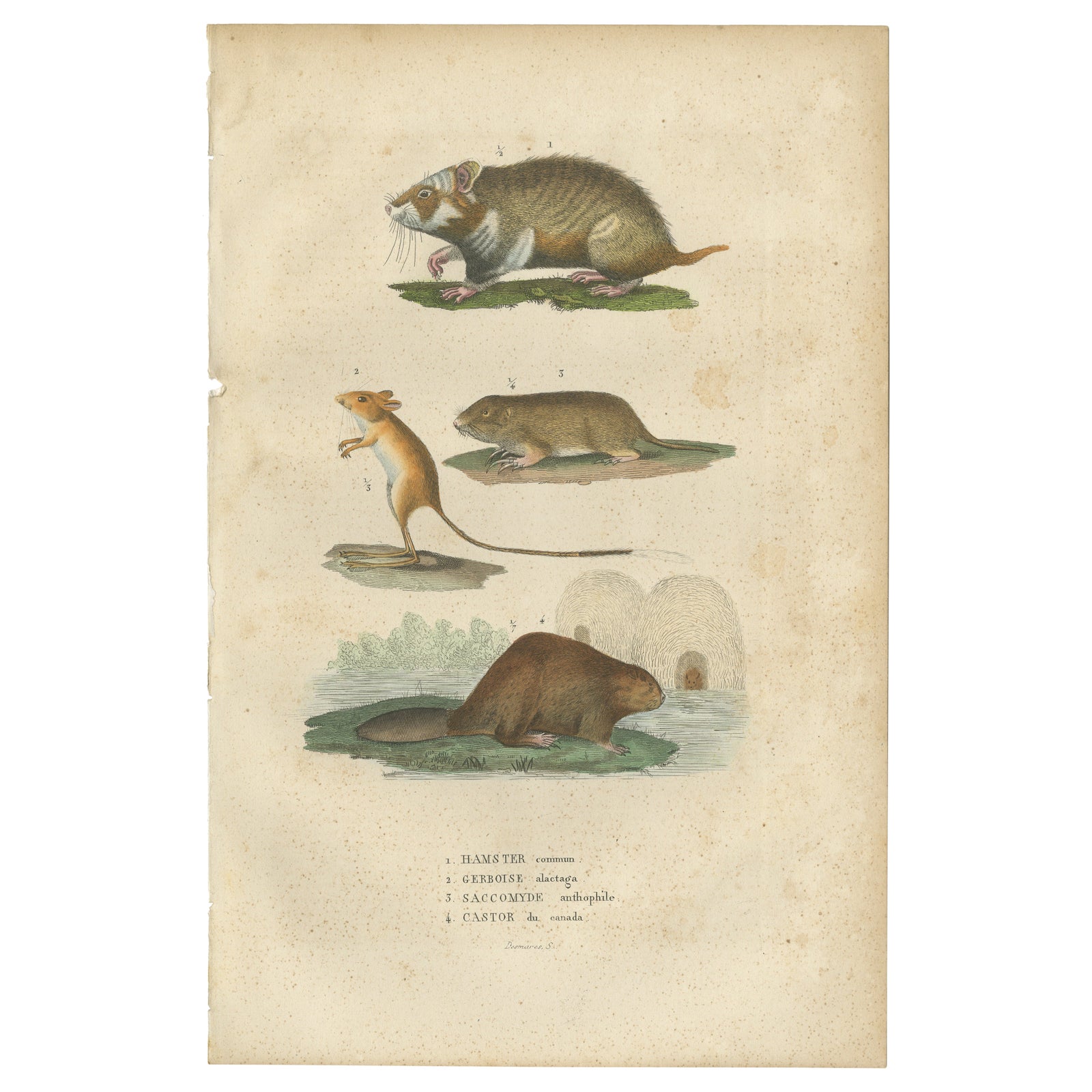 Antique Engraving of Rodents: Hamster, Jerboa, Pocket Gopher, and Beaver - 1825