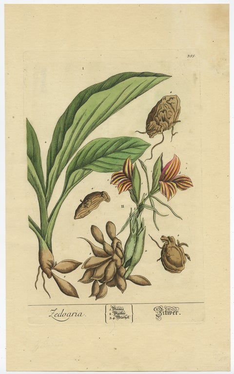Botanical Illustration of White Turmeric (Curcuma zedoaria) by Blackwell, 1696, view 2