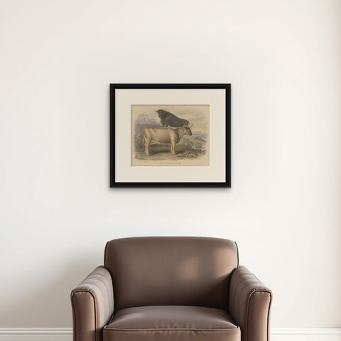 Cow and Young Bull of the West Highland Breed from the Scottish Highlands - 1840, shown framed on a wall