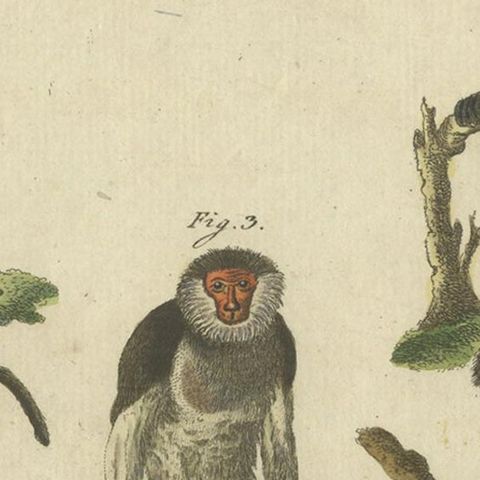 Antique Animal Handcolored Engraving of Various Monkeys by Bertuch, circa 1800, close-up 1