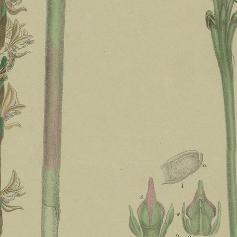 Antique Botany Print of the Tall Leek Orchid & Southern Leek Orchid '1884', close-up 2