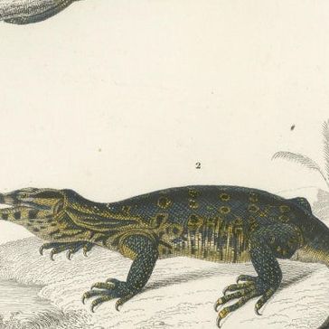 Set of 3 Antique Prints of a Chameleon and Other Reptiles, close-up 2