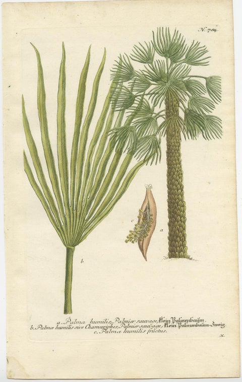 Set of 2 Botany Prints of the European Fan Palm and Copernicia Prunifera, c.1740, view 2