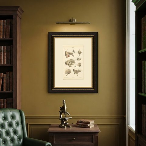 The Temporal Bone and Ear Canal, Antique Hirschfeld Anatomy Print, 1866, shown framed on a wall