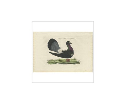 Antique Bird Print of the Fantail Pigeon by Sepp & Nozeman, 1829, view 4