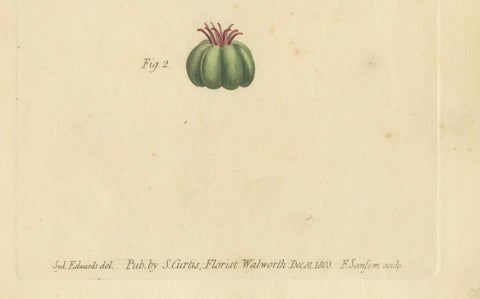 Antique Botanical Engraving of Pokeweed (Phytolacca) - 1803 Floral Print, close-up 1