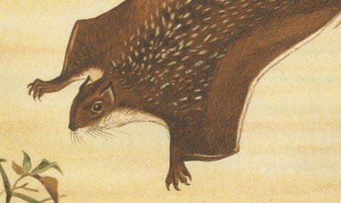 Woodland Animal Print, Victorian Flying Squirrel Illustration, Soft Green, 1894, close-up 6