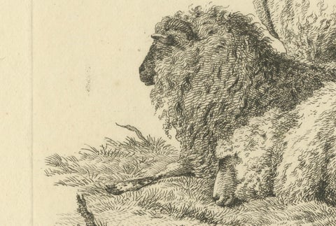 Etching of Three Sheep Resting by Fence: Farm Animal Study, by Oberman in 1810, close-up 1