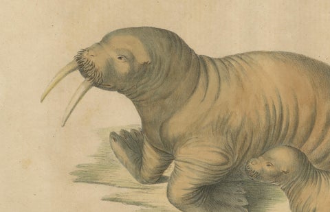 Antique Walrus Lithograph by Karl Joseph Brodtmann, 1816, close-up 2