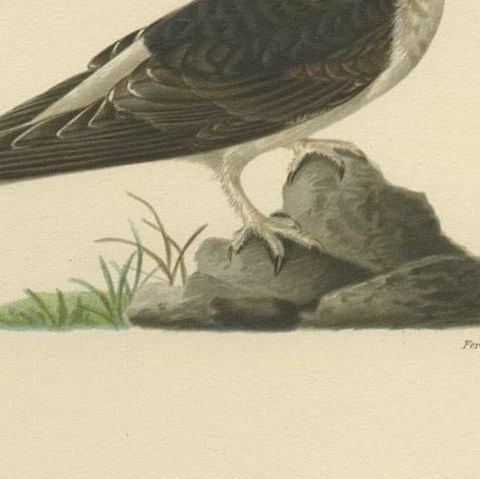 Antique Decorative Bird Print of the Common House Martin, 1927, close-up 2