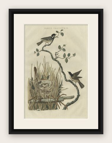 Original Hand-Colored Bird Print of the Marsh Tit with Nest and Eggs, 1770, shown framed