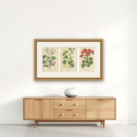 Victorian Geranium Elegance: A Triptych of Horticultural Art, 1896, shown framed on a wall