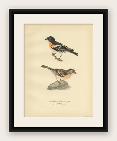 Antique Bird Print of the Brambling by Von Wright, 1927, shown framed