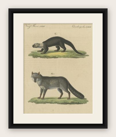Original Hand-Colored Antique Print of a Weasel and Fox species, shown framed